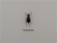 藏品(擬天牛科)的圖片